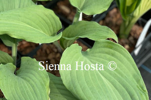 Hosta 'Red Wine Fries'