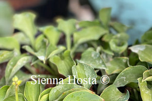 Hosta 'Tot Tot'