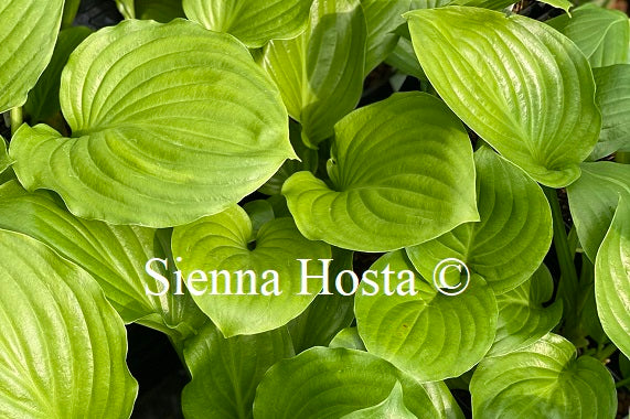 Hosta 'Royal Crest'