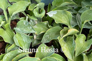 Hosta 'Tot Tot'