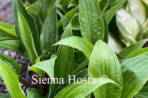 Hosta Red Zepllelin