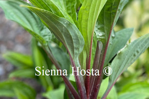 Hosta Red Zepllelin