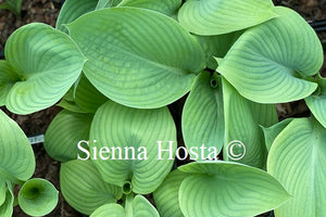 Hosta 'Prince of Wales'