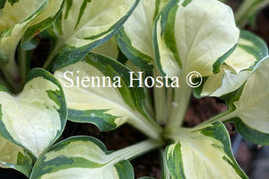 Hosta Enchanted Mist