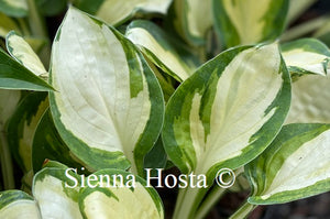 Hosta Enchanted Mist