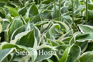 Hosta 'Baby Booties'