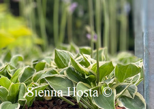 Hosta 'Baby Booties'