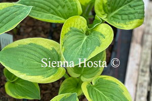 Hosta 'Li'l Abner'