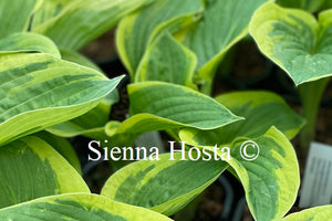 Hosta 'Li'l Abner'