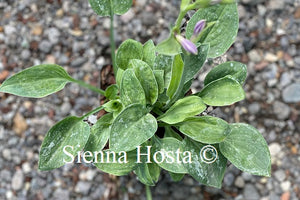 Hosta 'Bashful'