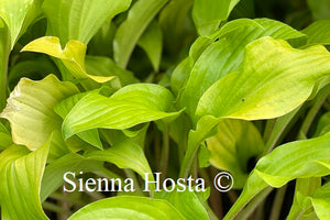 Hosta Fruit Punch