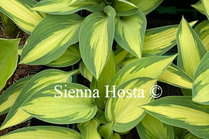Hosta 'Moonstruck'