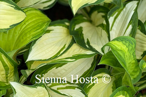 Hosta Prom Queen