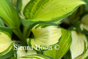 Hosta Prom Queen