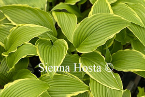 Hosta 'Louie Louie'