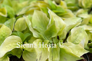 Hosta 'Cheatin Heart'