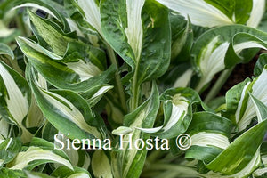 hosta london bridge 