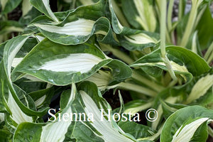 hosta london bridge