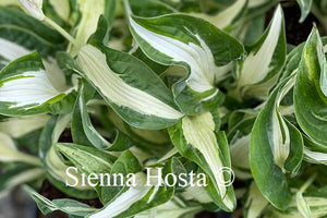 hosta london bridge 