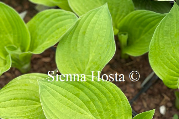 Hosta 'Ki Ren Jyaku'