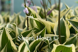 Hosta Lakeside Spruce Goose