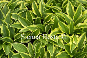Hosta 'Little Wonder'
