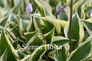 Hosta Lakeside Spruce Goose