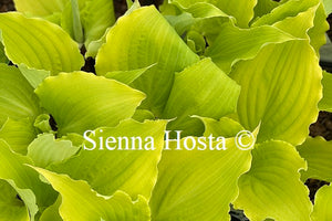 Hosta Effervescence