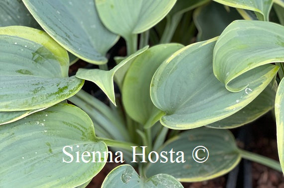 Hosta Secret Love