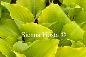 Hosta 'Effervescence'