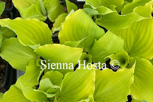 Hosta 'Effervescence'