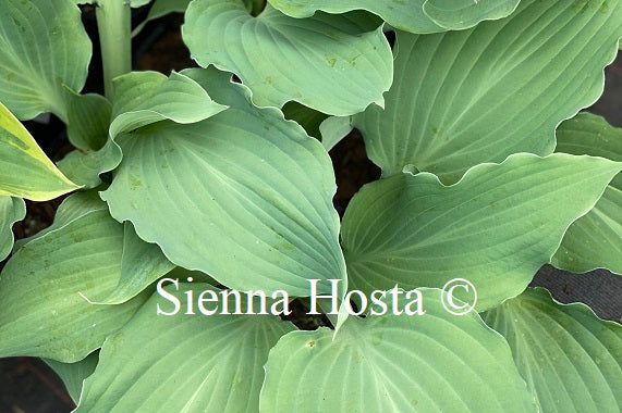 Hosta 'Fleet Week'