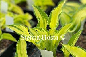 Hosta 'Chelsea Babe'