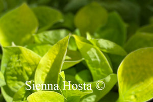 Hosta Maui Buttercups