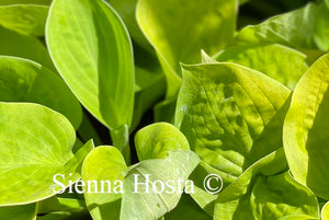 Hosta Maui Buttercups