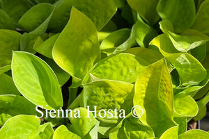 Hosta Maui Buttercups