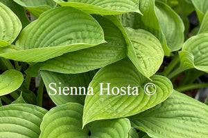 Hosta 'Chanticleer'