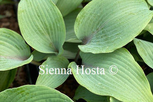 Hosta 'Blushing Blue'