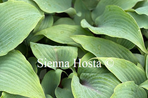 Hosta 'Blushing Blue'