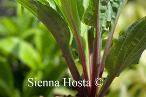 Hosta Red Zepllelin