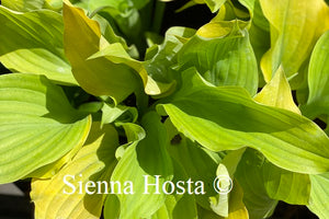 Hosta Sherlock