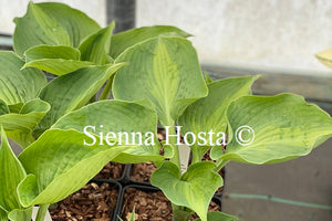 Hosta 'Beyond Glory'