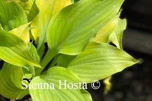 Hosta Sherlock
