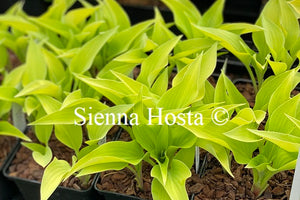 Hosta 'Anna Lindh'