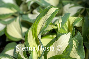 Hosta Hans