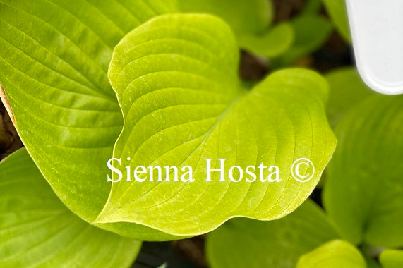 Hosta 'Age of Gold'