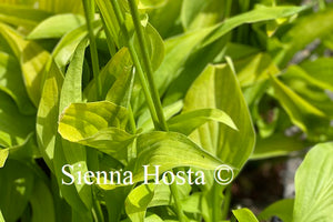 Hosta Rocket City