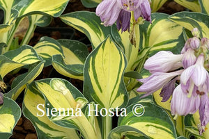 Hosta desert mouse