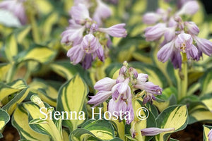 Hosta desert mouse