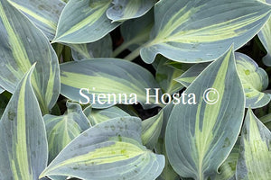 Hosta Stand By Me